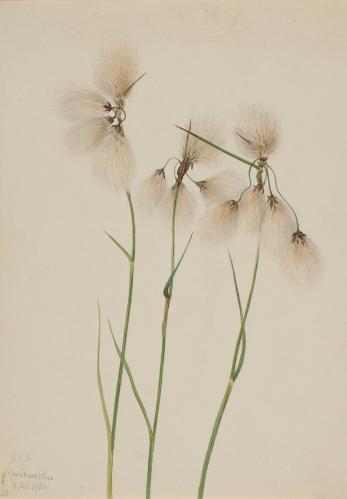 Algodoncillo de borla (Eriophorum angustifolium) de Mary Vaux Walcott