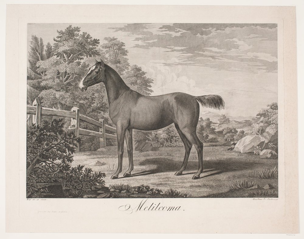 El caballo "Melilcoma" de Meno Haas