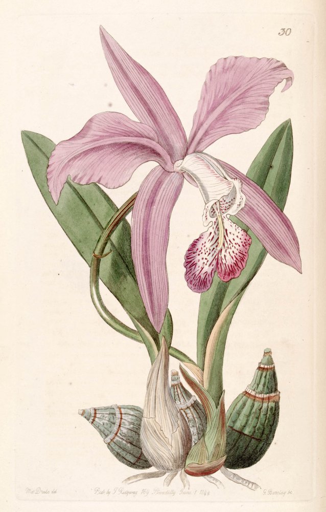 Laelia speciosa de Miss Drake