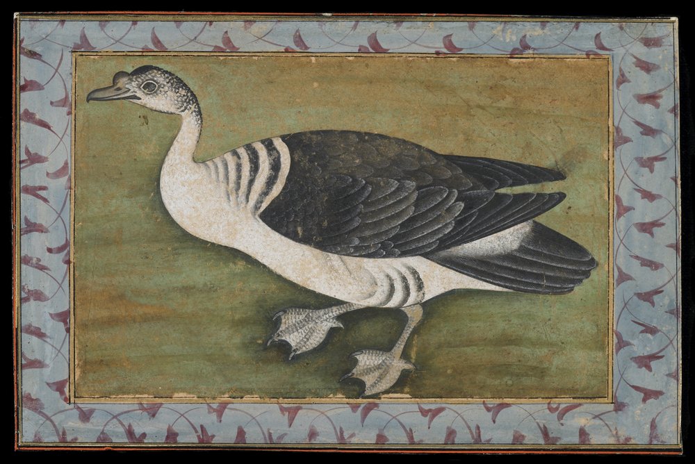 Un pato comb, pintura, finales del siglo XVIII de Mughal School