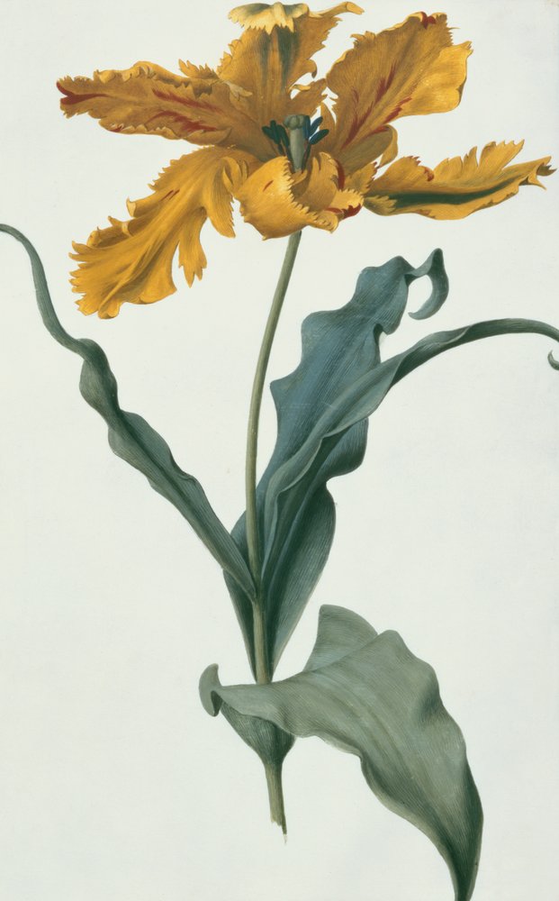 Tulipán, hacia 1675 de Nicolas Robert