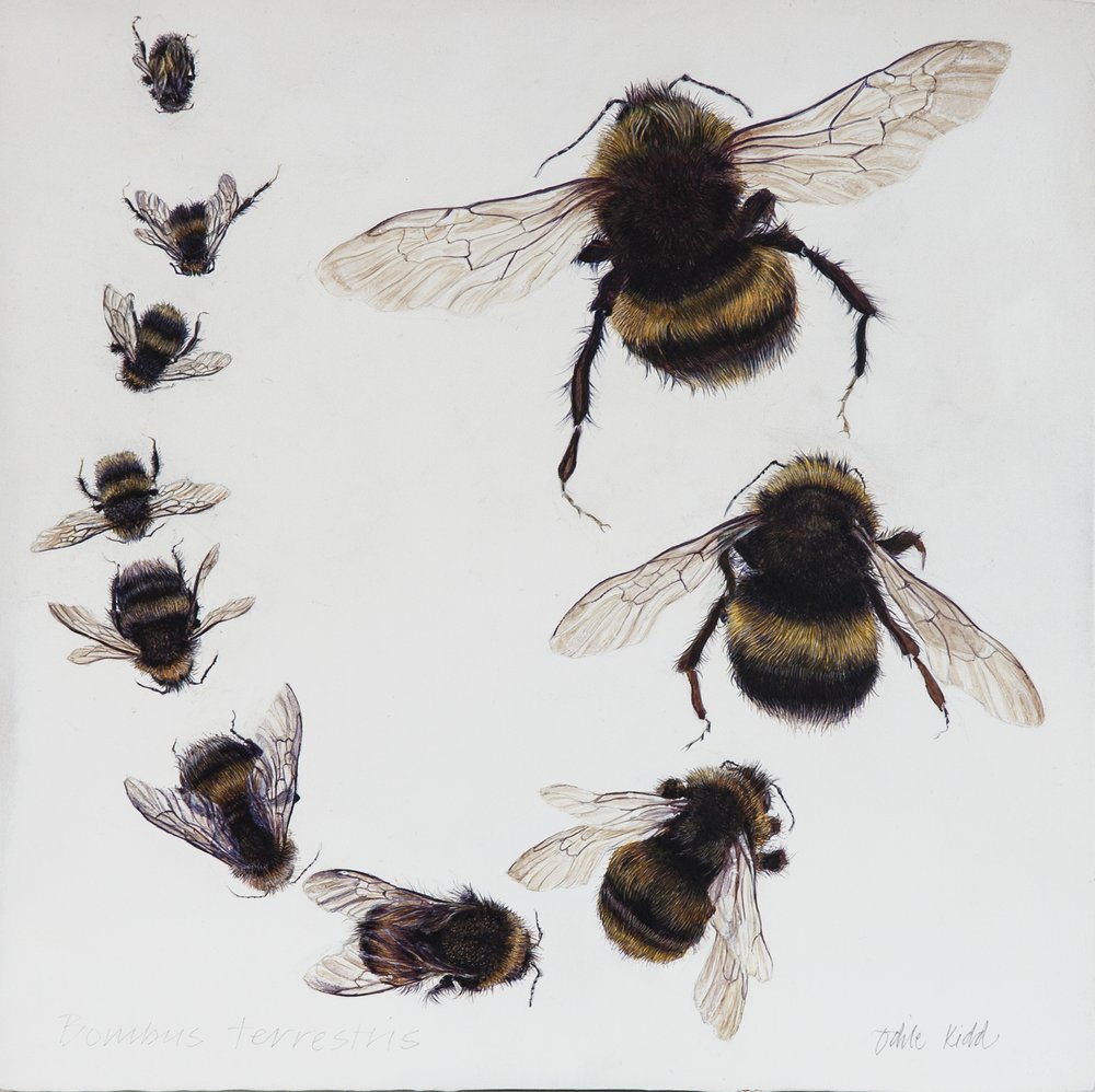 Bombus, 2015 (acrílico sobre madera gessoed) de Odile Kidd