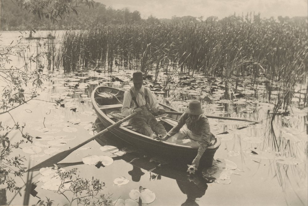 Recogiendo nenúfares de Peter Henry Emerson