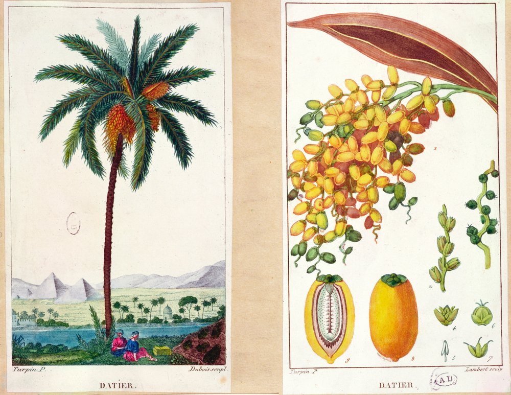 Árbol de dátiles y fruta, principios del siglo XIX