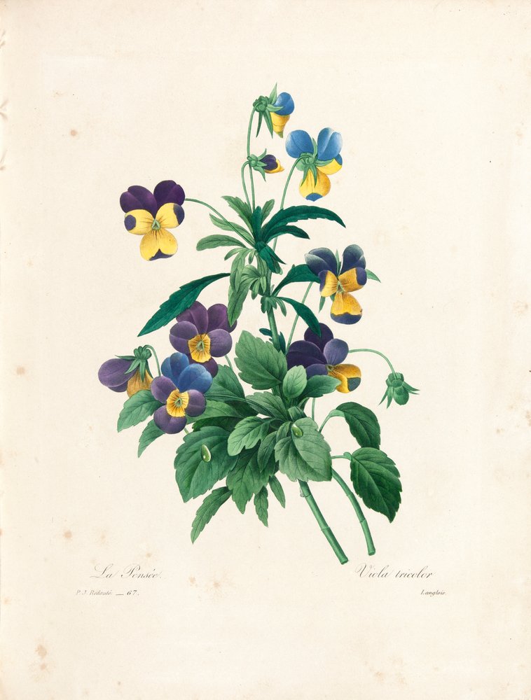 Pensamiento, grabado por Langlois, de "Choix des Plus Belles Fleurs et des Plus Beaux Fruits", vol. II, 1827-33 de Pierre-Joseph Redouté