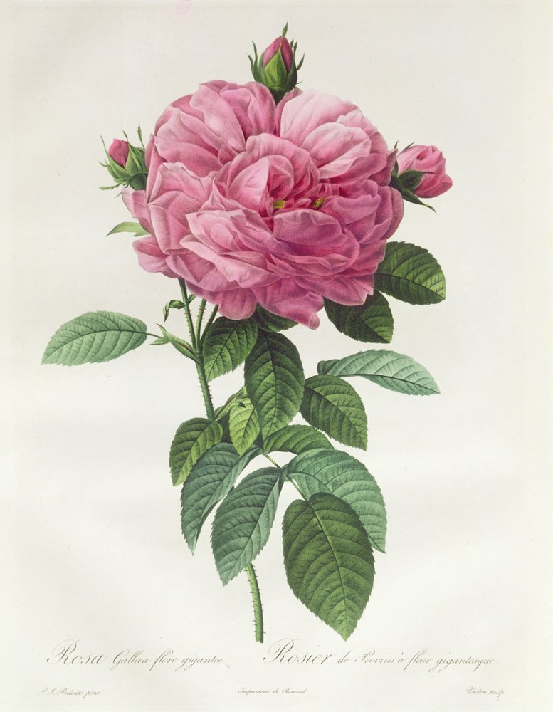 Rosa Gallica Flore Giganteo de Pierre-Joseph Redouté