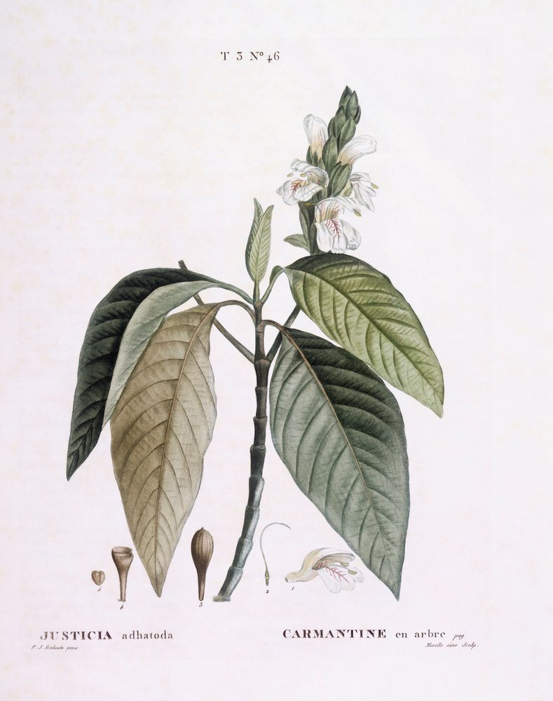 Nuez de Malabar (Justicia adhatoda), placa botánica de Pierre Joseph Redouté de Pierre-Joseph Redouté