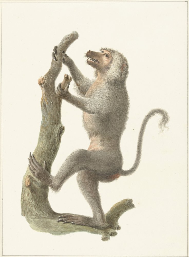 babuino manto de Pieter Pietersz. Barbiers
