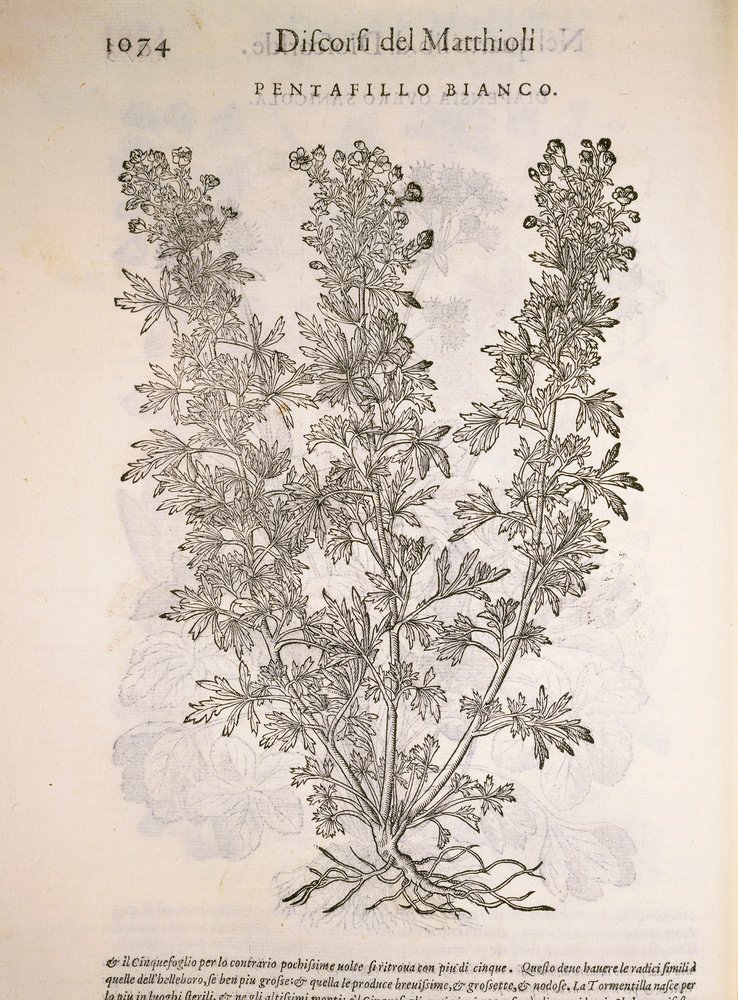 Cincoenrama (Potentilla alba), grabado por Pier Andrea Mattioli de Pietro Andrea Mattioli