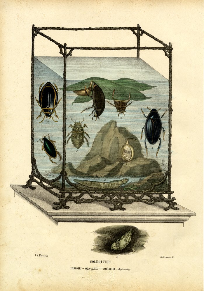 Escarabajos buceadores y de agua, 1863-79 de Raimundo Petraroja