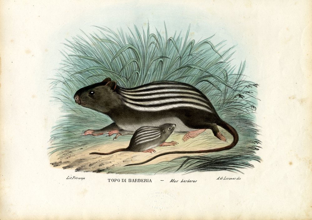 Ratón rayado, 1863-79 | Raimundo Petraroja