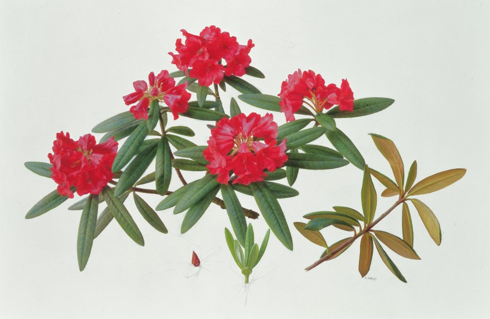 Raymond Booth、Rhododendron'Cowslip' Rododendro Microgynum | Raymond Booth | Impresión de arte