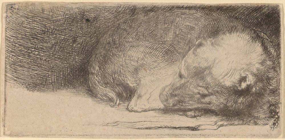 Cachorro durmiendo de Rembrandt van Rijn