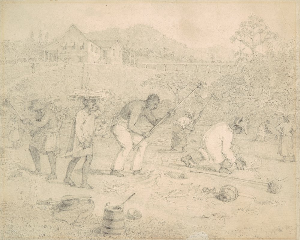 Plantación de la caña de azúcar (Trinidad) de Richard Bridgens
