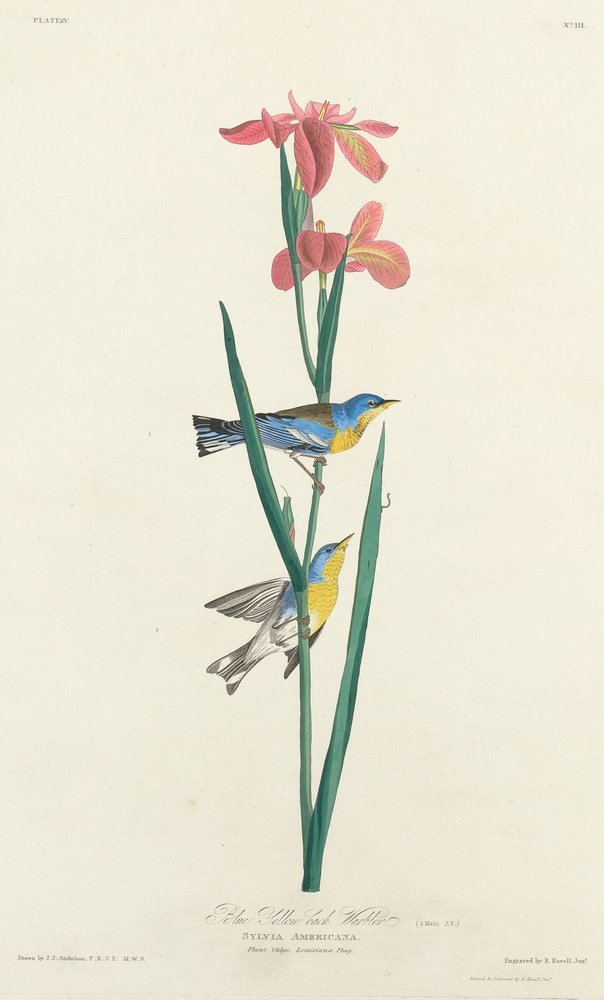 Reinita de espalda amarilla, 1827 de Robert Havell