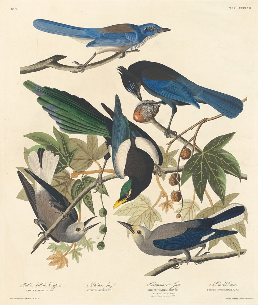 Urraca de pico amarillo, Arrendajo de Steller, Arrendajo ultramarino y Cuervo de Clark de Robert Havell after John James Audubon