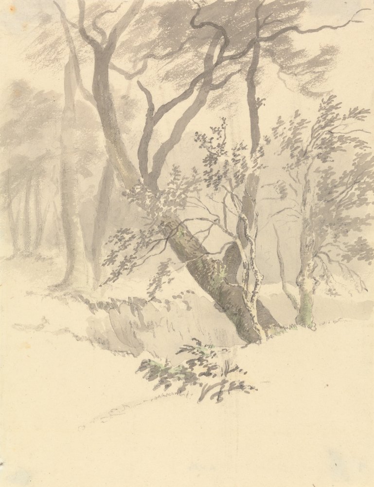 La madera de Robert Hills