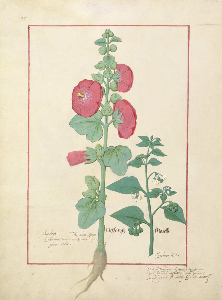 Ilustración del Libro de Medicinas Simples por Mattheaus Platearius 160v de Robinet Testard