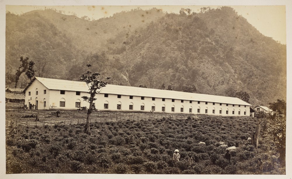 Selim Tea Estate, Darjeeling, la nueva fábrica, división inferior,  de 
