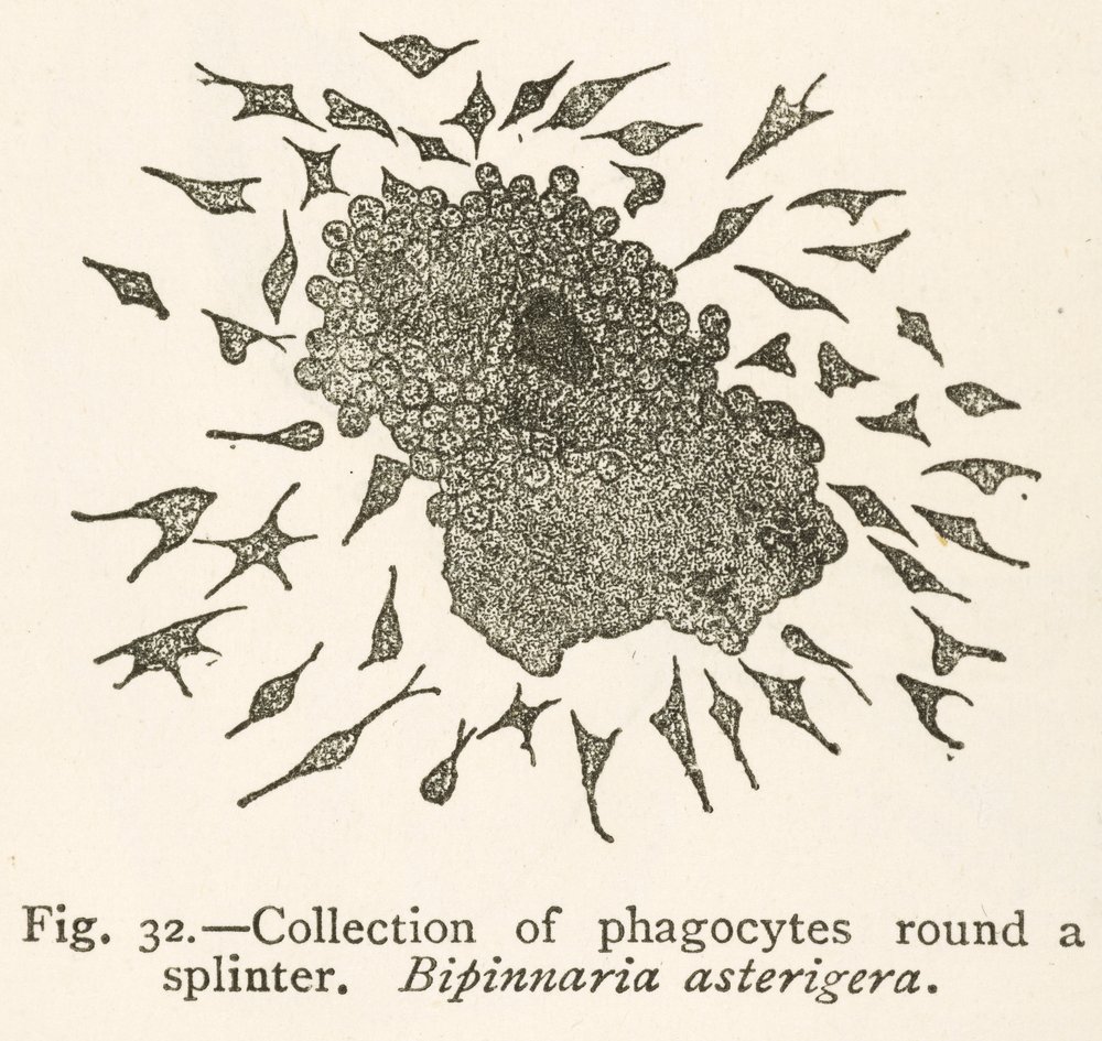 Dibujo de Elie Metchnikoff de células fagocíticas que rodean una partícula extraña de School Russian