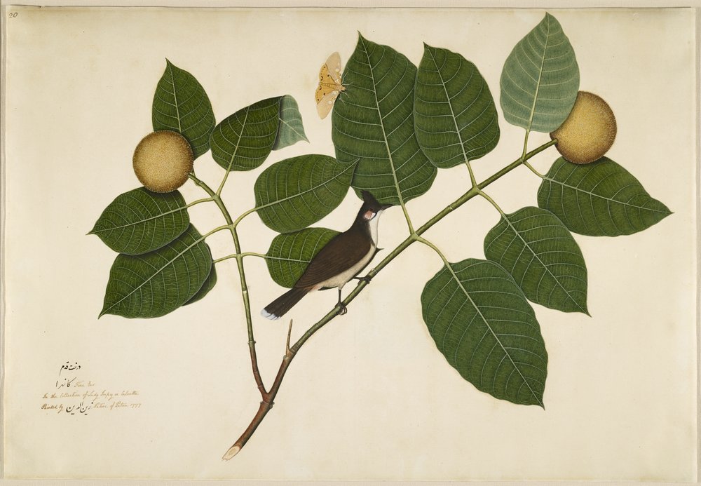 Bulbul de mejillas rojas y polilla Aganais Ficus en rama de Kadamba, folio de una serie encargada por Lady Impey, 1777 de Shaikh Zain ud-Din