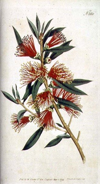 Metrosideros de hojas duras (Metrosideros citrina), de 'The Botanical Magazine' de William Curtis, grabado por F. Sansom, pub. 1794 de Sydenham Teast (after) Edwards