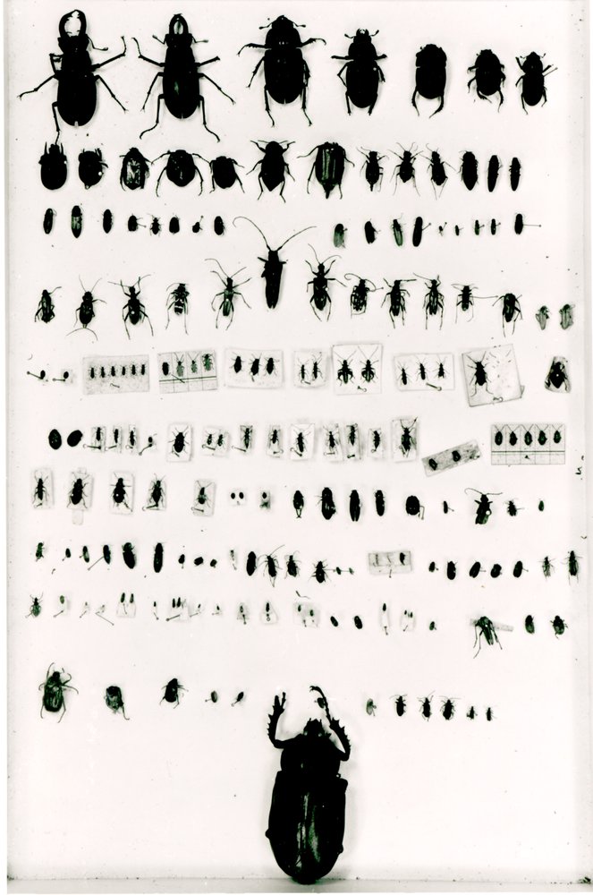 Colección de insectos de Darwin | Unbekannt Unbekannt