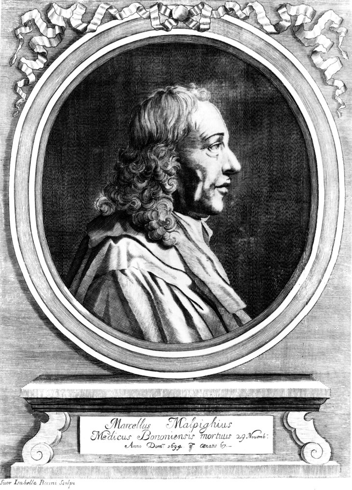 Marcello Malpighi, pionero médico italiano, c 1870 de Unbekannt