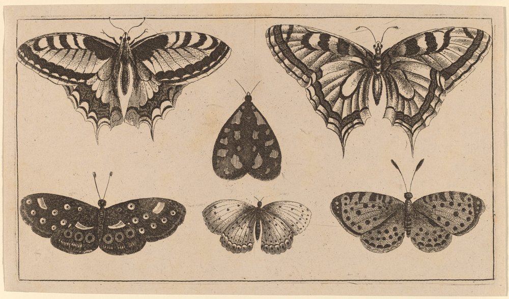Cinco mariposas y una polilla de Wenceslaus Hollar