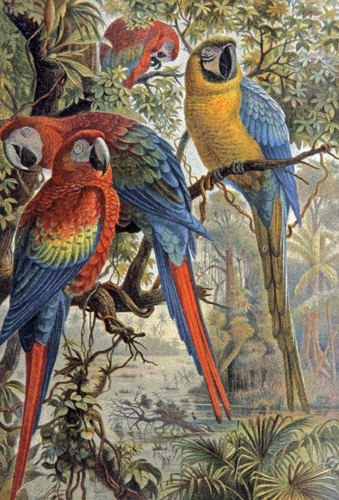 Cotorras rojas, c.1910 (ilustración) de Wilhelm Kuhnert