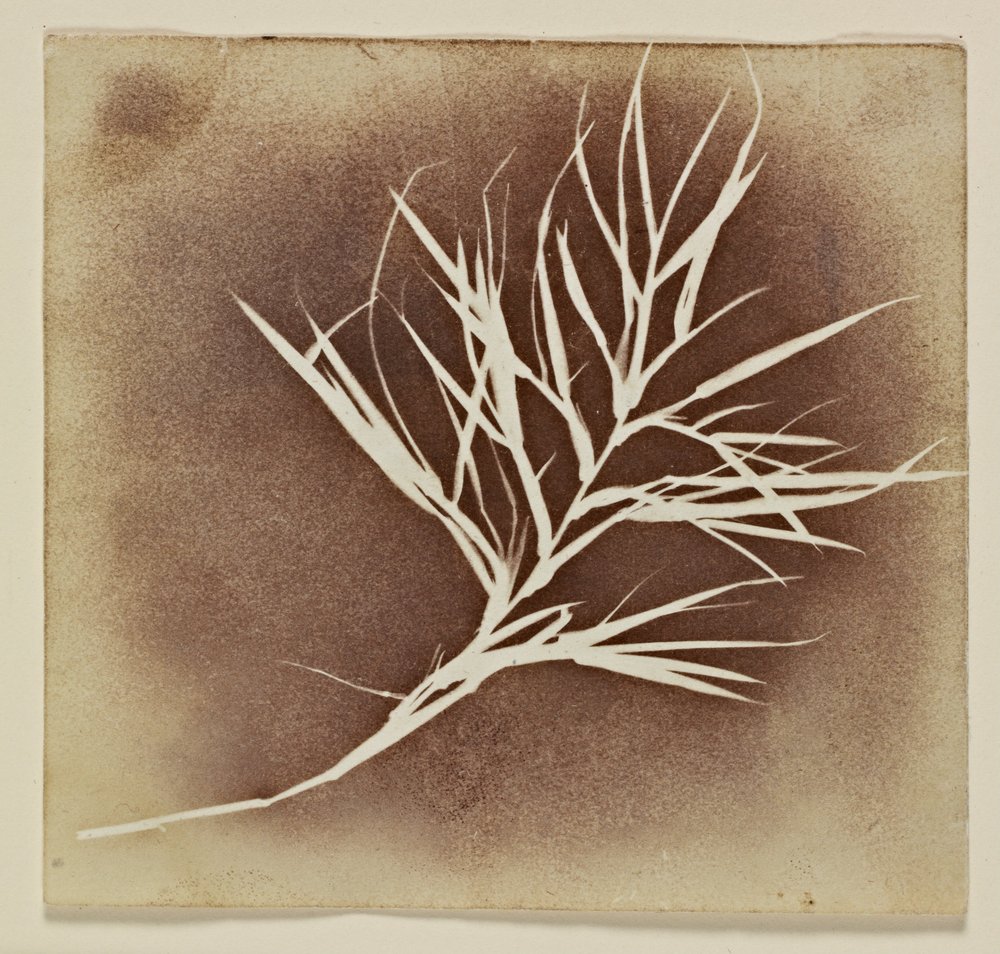 Dibujo fotogénico de una planta de William Henry Fox Talbot