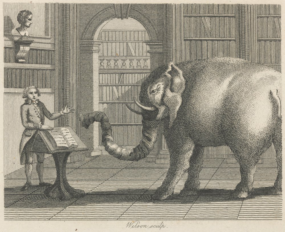 El elefante y el librero de Wilson