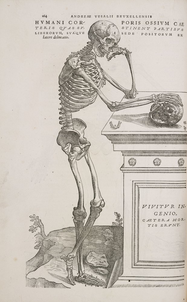 Esqueletos. Un esqueleto humano articulado visto de lado de Frederick (attr. to) Barnard