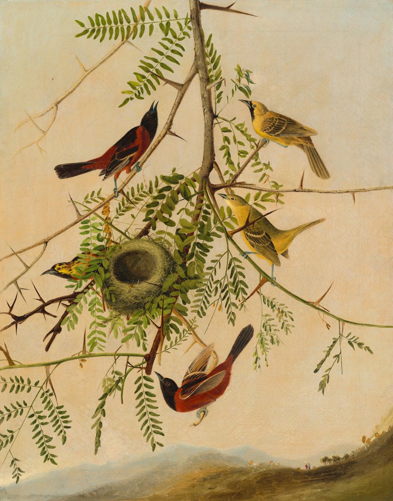 Orchard Oriole de after John James Audubon Joseph Bartholomew Kidd