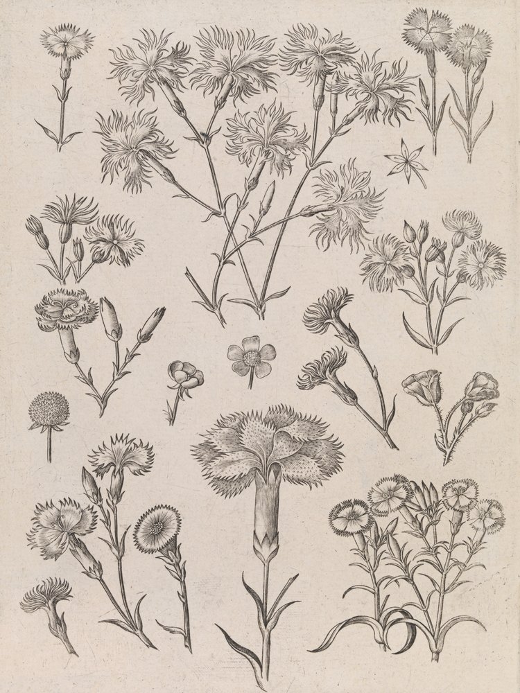 Narcisos de Adriaen Collaert