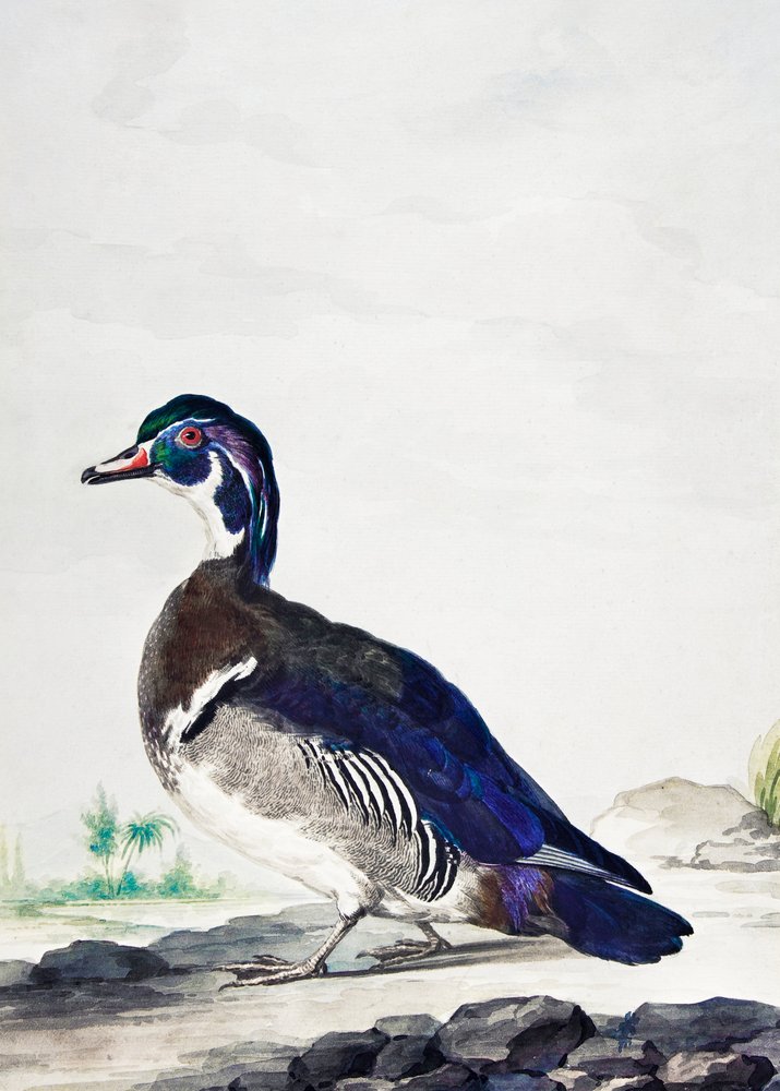 Un pato de Aert Schouman
