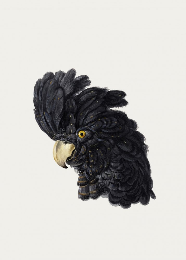 Cabeza de cacatúa de Aert Schouman