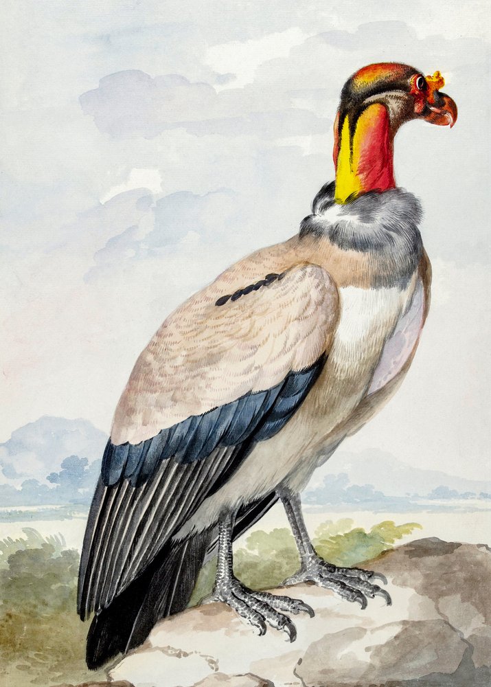 Alcaraván de Aert Schouman