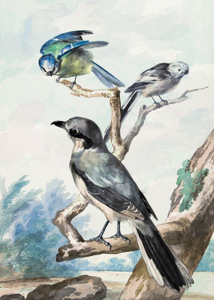 Tres pájaros de Aert Schouman