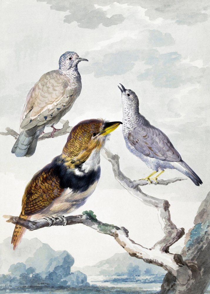 Tres pájaros, dos palomos incas y un cuclillo barbudo de collar de Aert Schouman