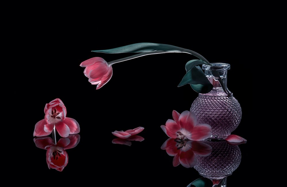 Elegantes tulipanes rosas de Alice Sheng