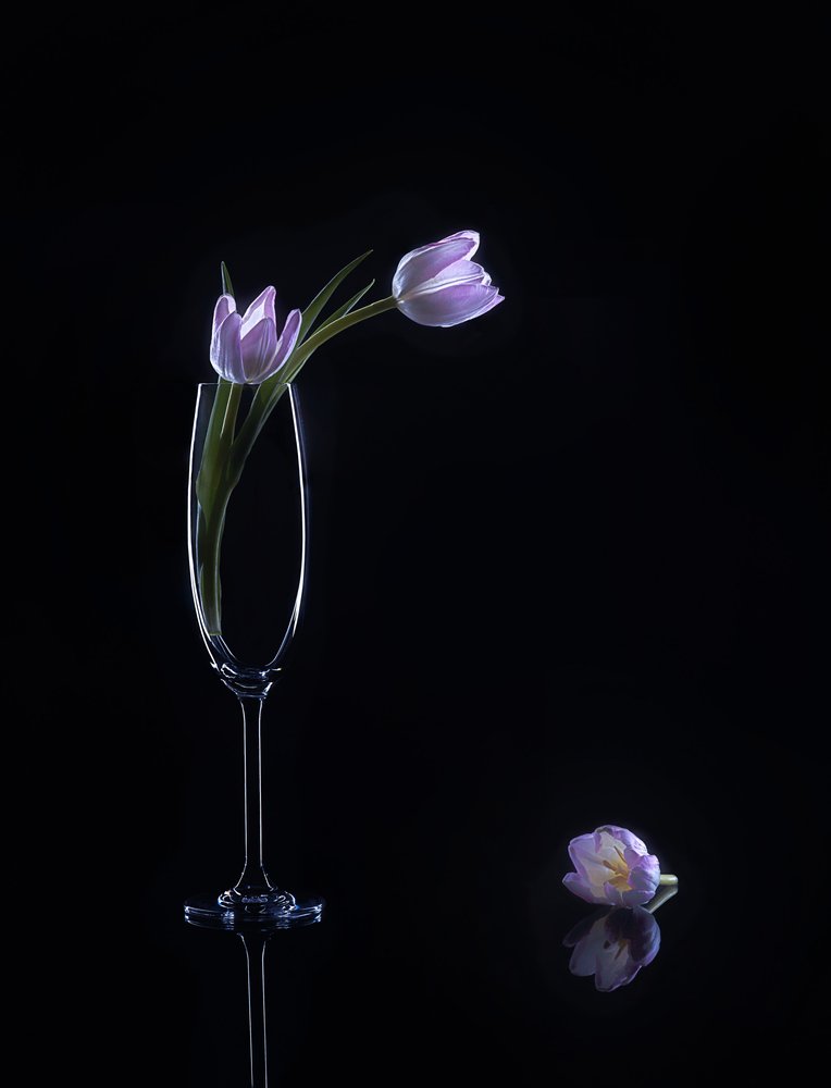 Elegantes tulipanes morados de Alice Sheng