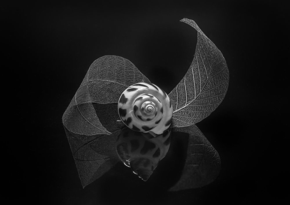 Reflexión sobre la concha en espiral de Alice Sheng