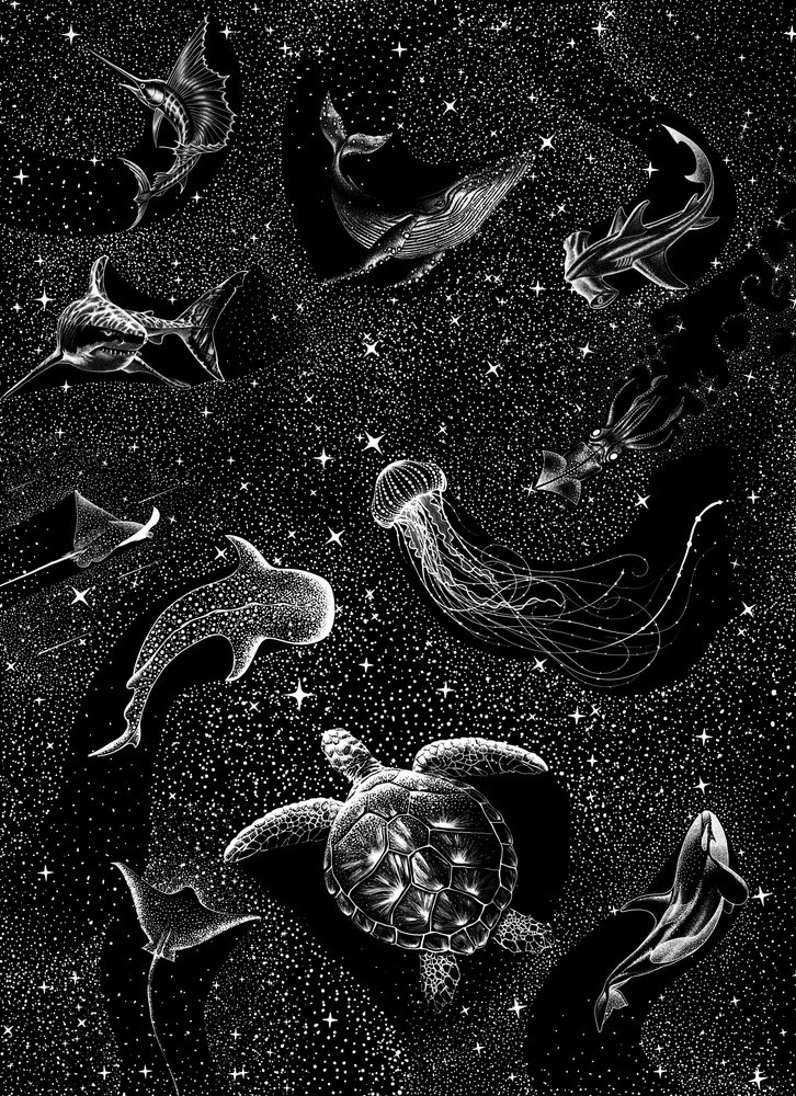 Animales marinos bajo las estrellas de Alirıza ÇAKIR