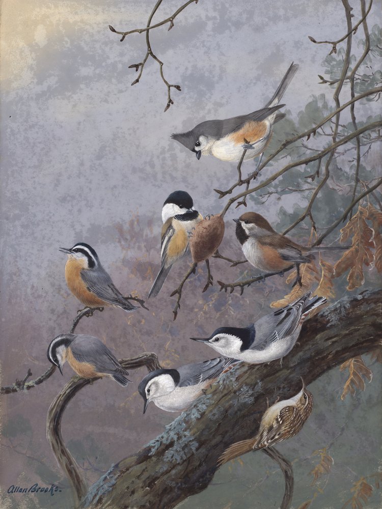 Mezcla para pájaros, de Allan Brooks de Allan Brooks