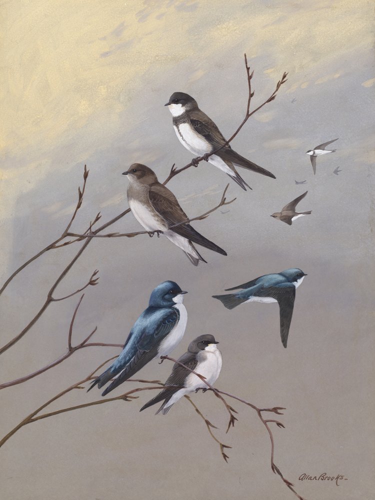 «Swallow», de Allan Brooks de Allan Brooks