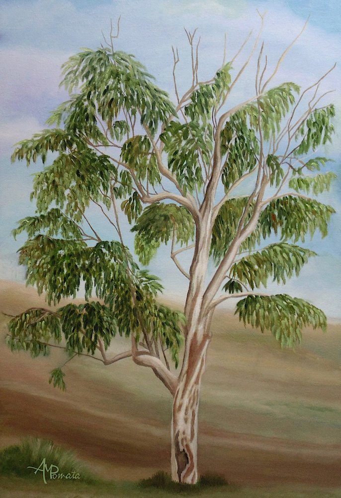 Árbol de eucalipto australiano de Angeles M. Pomata