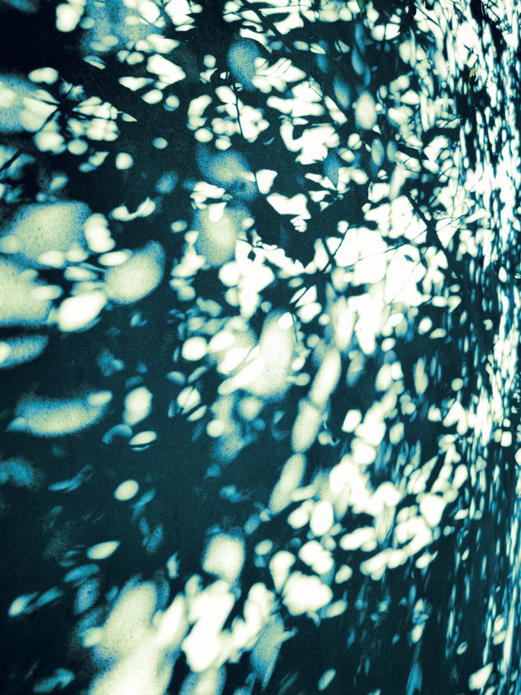 Sombras abstractas de hojas de Angelo Cerantola