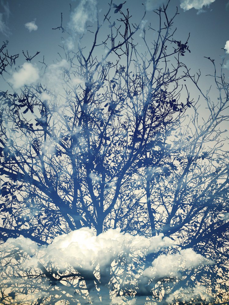 Árboles bajo un cielo azul de ensueño de Angelo Cerantola