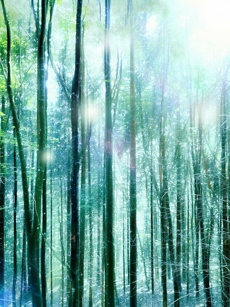 Luz del Bosque Encantado de Angelo Cerantola